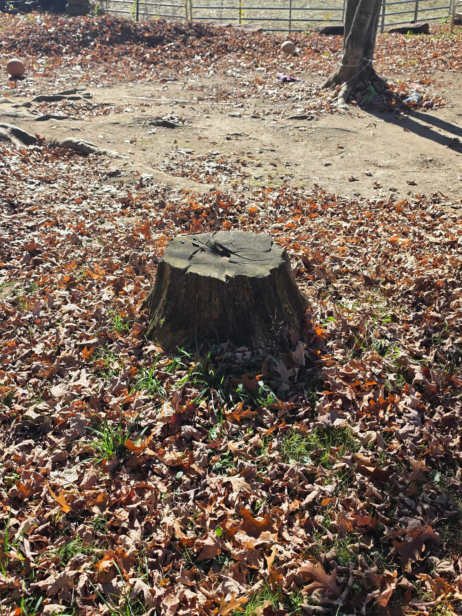 Before: Yard stump ground below grade and raked smooth in Brimfield, MA